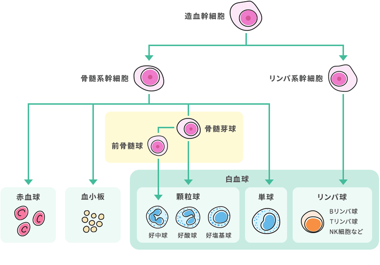 造血幹細胞が血球になるまで