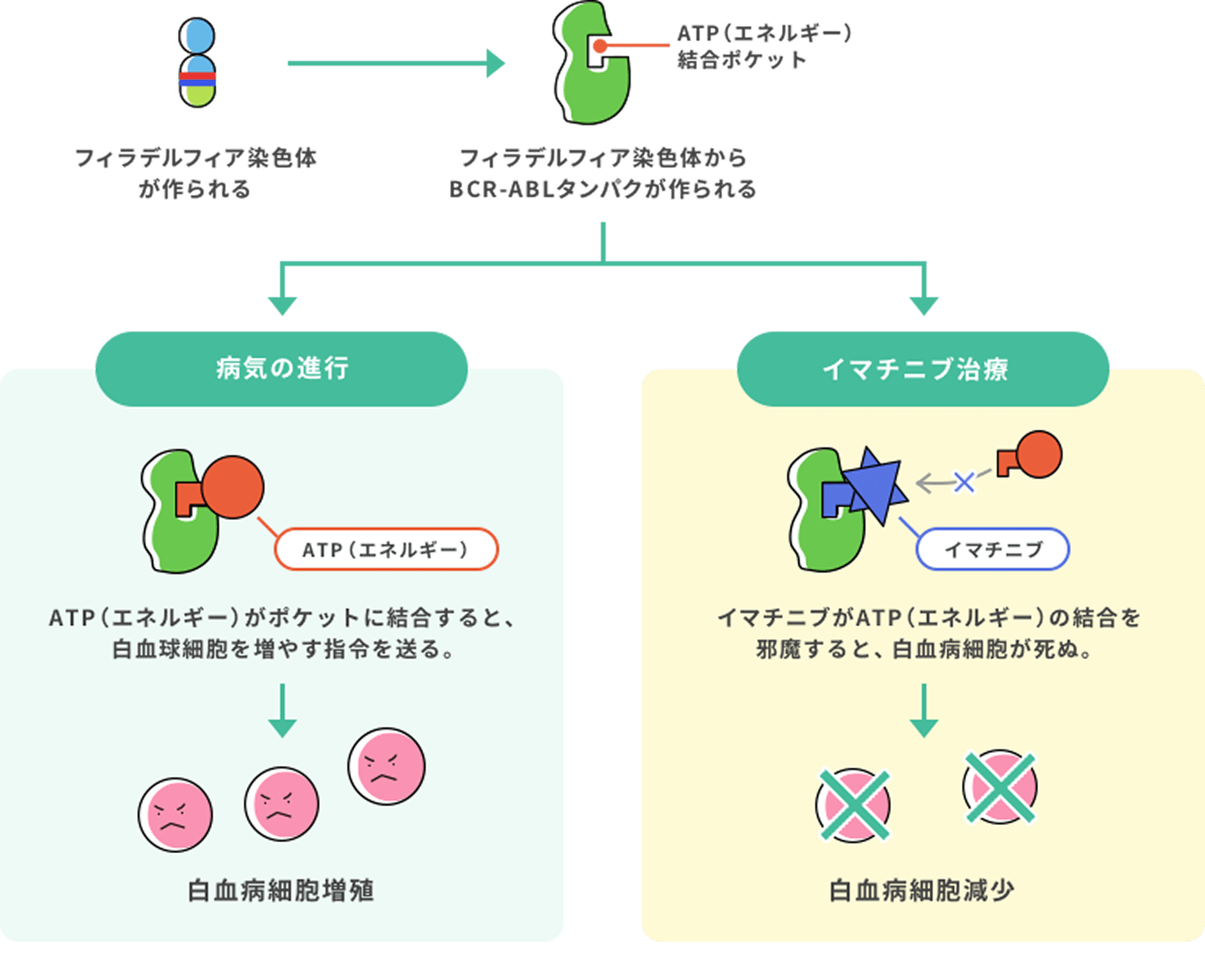 イマチニブの作用の仕組み