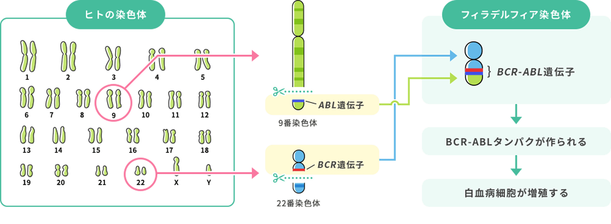 フィラデルフィア染色体の仕組み