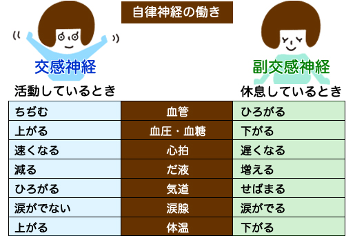 自律神経の働き