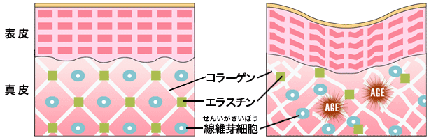 セロトニンとメラトニンの関係