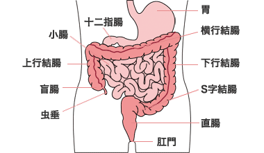 食べ物の消化にかかる時間