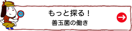 もっと探る！善玉菌の働き