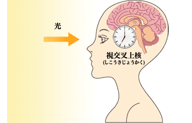 視交叉上核(しこうさじょうかく)