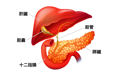 肝・胆・膵